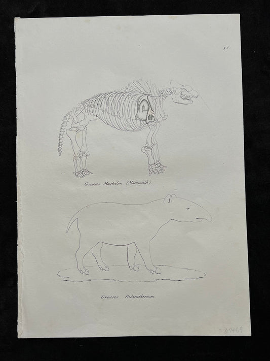 1827 Set of 4 Folio Prints: Anatomy by Schinz & Brodtmann