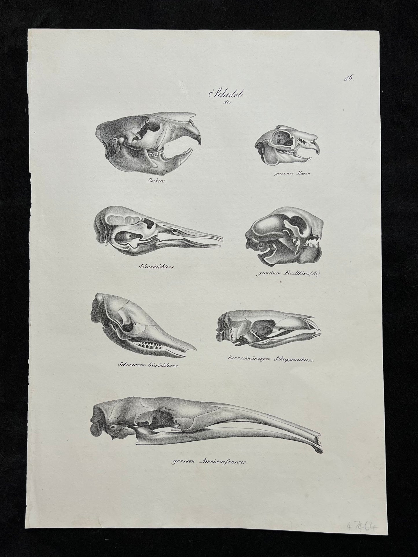 1827 Set of 4 Folio Prints: Anatomy by Schinz & Brodtmann