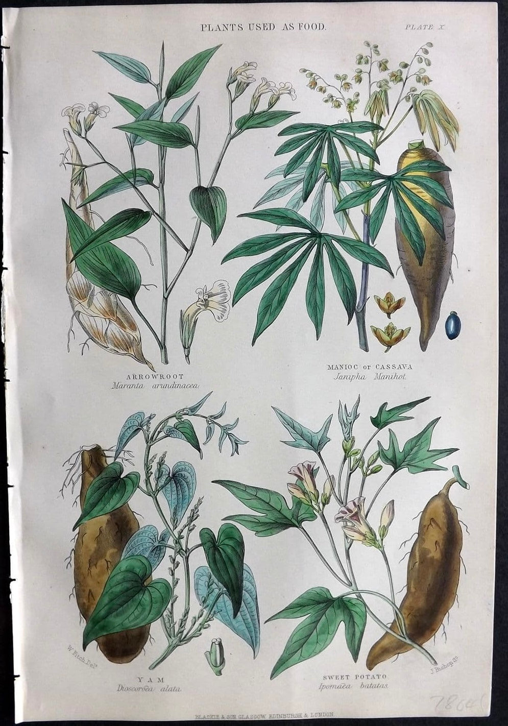 1874 Botanical Print - Arrowroot, Maniocor Cassava, Yam, Sweet Potato, by Rhind