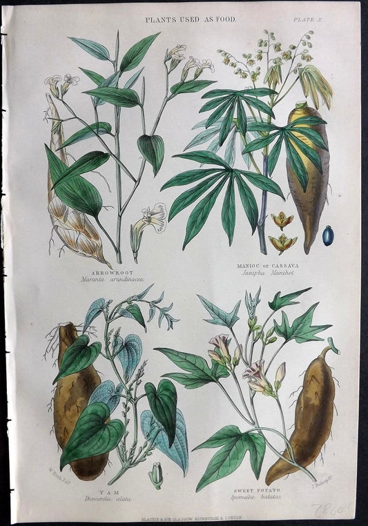 1874 Botanical Print - Arrowroot, Maniocor Cassava, Yam, Sweet Potato, by Rhind