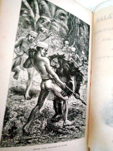 The Malay Archipelago – Alfred Russel Wallace, 1872, 3rd edition