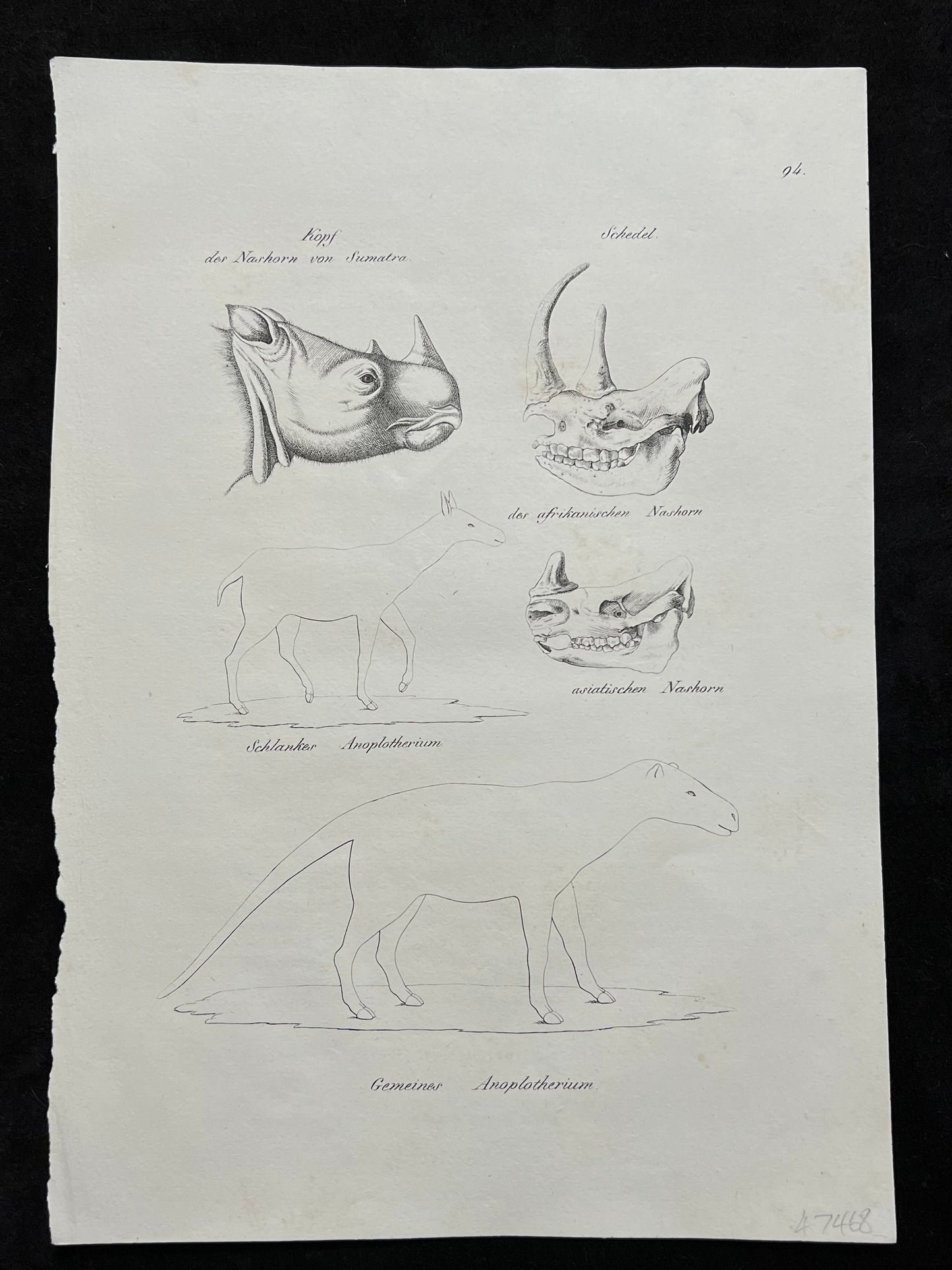 1827 Set of 4 Folio Prints: Anatomy by Schinz & Brodtmann