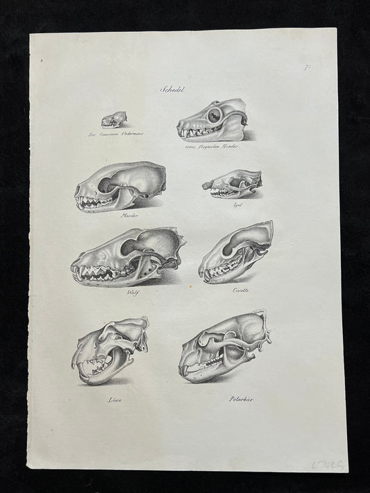1827 Set of 4 Folio Prints: Anatomy by Schinz & Brodtmann